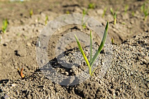 Young garlic sprouts growing