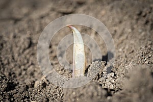 Young garlic sprouts growing