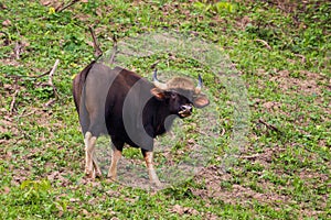 Young Gaur (Bos gaurus laosiensis)