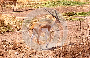 Young gazella bennettii or chinkara walking in the nature habitat. Beautiful chinkara walking in the opened forest. Indian