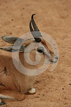 Young Gazelle photo