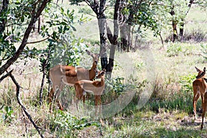 Young gazelles in nursery