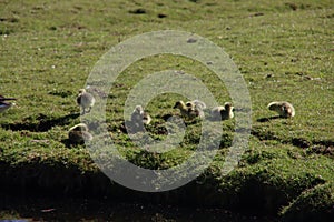 Young geese chicks in the pastures in the Krimpenerwaard where they cause inconvenience to farmers