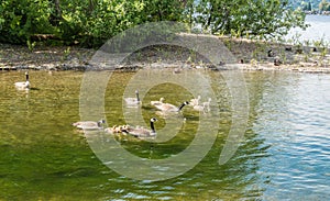 Young Geese Paddling With Momns 5