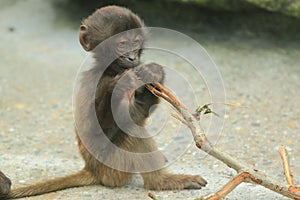 Young gelada