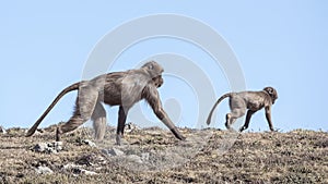 Young Gelada with Mother