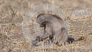 Young Gelada Playing in Ground