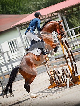 Young gelding horse and adult man rider jumping during equestrian showjumping competition in daytime in summer