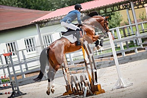 Young gelding horse and adult man rider jumping during equestrian showjumping competition in daytime in summer