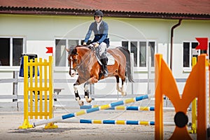 Young gelding horse and adult man rider knocked jump pole during equestrian show jumping competition