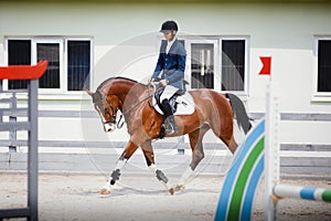 Young gelding horse and adult man rider trotting during equestrian showjumping competition in daytime