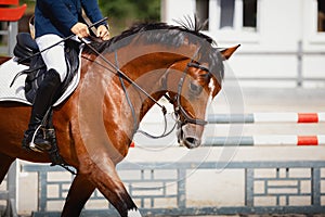 Young gelding horse during showjumping competition in summer in daytime