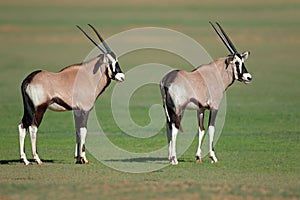 Young gemsbok antelopes