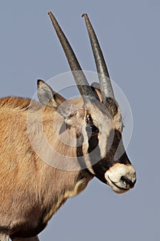 Young gemsbok oryx antelope, Kalahari Desert