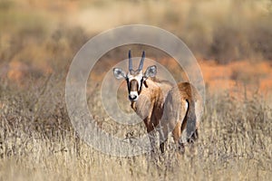 Young Gemsbok standing in desert