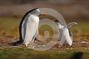 Young gentoo penguin photo