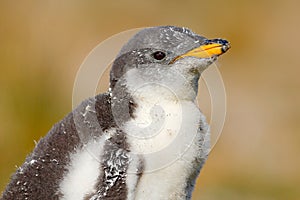 Young gentoo penguin beging food beside adult gentoo penguin, Falkland Islands. Wildlife scene from wild nature. Funny feeding sce photo