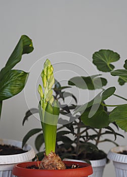 Young geocint with flower buds with green leaves on the background of home plants.Growing in the home