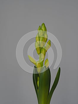 Young geocint with flower buds with green leaves on a gray background, growing in the home