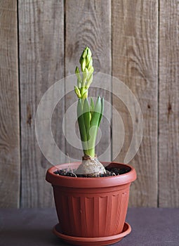 Young geocint with flower buds with green leaves on a wooden background.Growing in the home