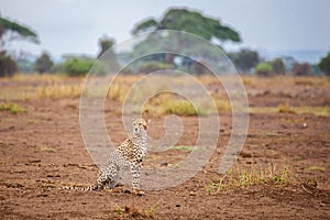 Young gepard is sitting in the savannah, safari in Kenya