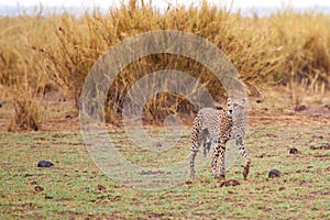 Young gepard is walking in the savannah