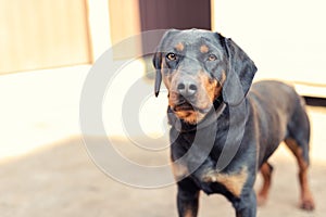 Young german hunting terrier dog on chain at home backyard on bright sunny day. Purebred adorable Jagdterrier puppy