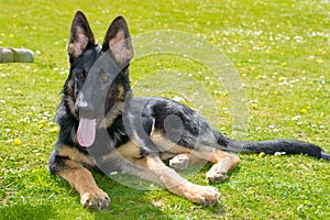 Young german sheperd dog photo