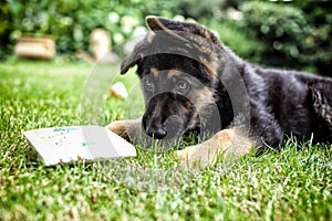 Young german shephard with children`s book