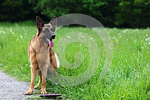 Young German Shepherd