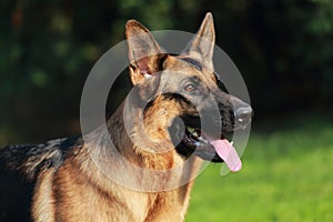 Young German Shepherd