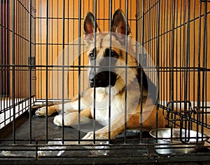 Young German Shepherd in crate