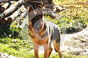 Young German Shepherd Dog