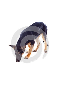 Young German Shepherd dog