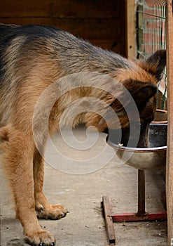 Young German Shepherd Dog eats from high standing plate .