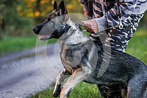 Young German Shepherd dog with his pet owner or animal trainer