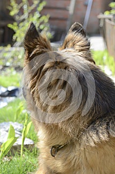 Young German shepherd dog lying in the garden outdoor