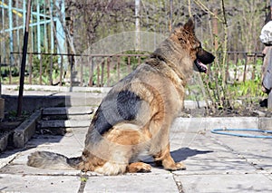 Young German shepherd dog lying in the garden outdoor