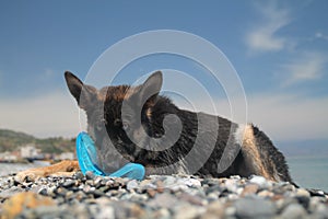 Young german shepherd dog photo