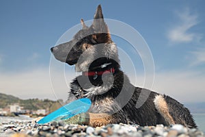 Young german shepherd dog photo