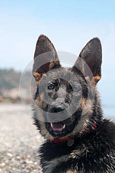 Young german shepherd dog