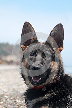 Young german shepherd dog photo