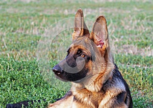 Young German Shepherd dog on natural background