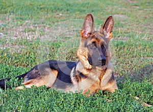 Young German Shepherd dog on natural background