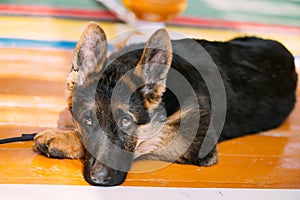 Young German Shepherd Dog Puppy Sitting On Wooden Floor. Alsatia