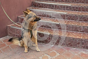 Young german shepherd on a leash expects host