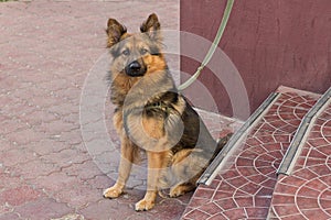 Young german shepherd on a leash expects host