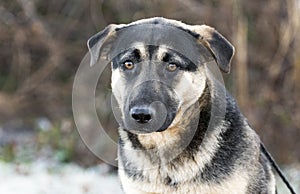 Young German Shepherd mixed breed dog adoption photo