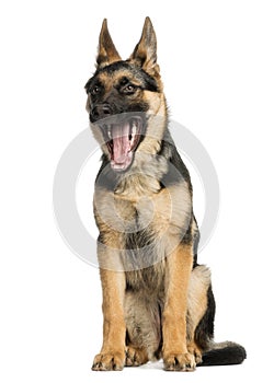 Young German shepherd yawning, sitting