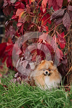 Young German Spitz sits on the grass against a background of red wild grapes. fall. autumn mood. the dog looks directly into the c